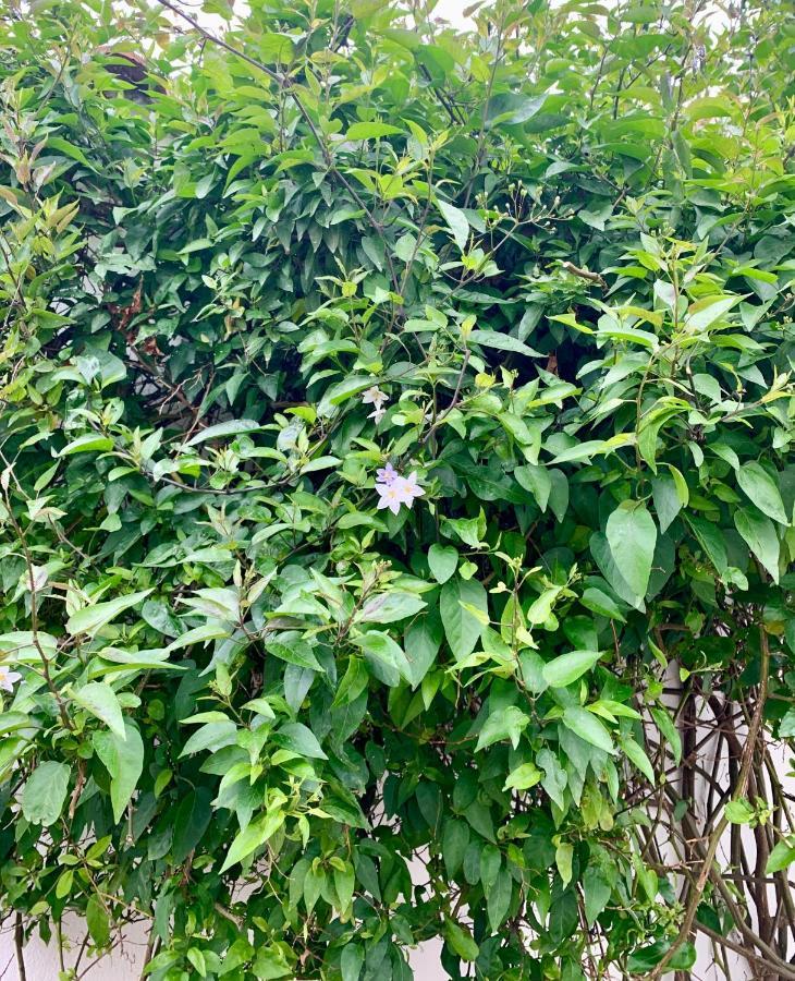Maison Face Au Soleil Le Bois-Plage-en-Re Ngoại thất bức ảnh